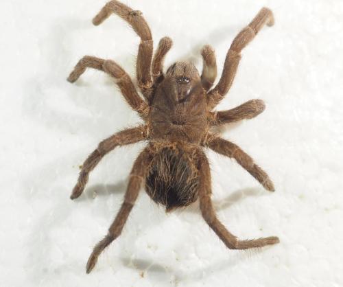 Theraphosinae